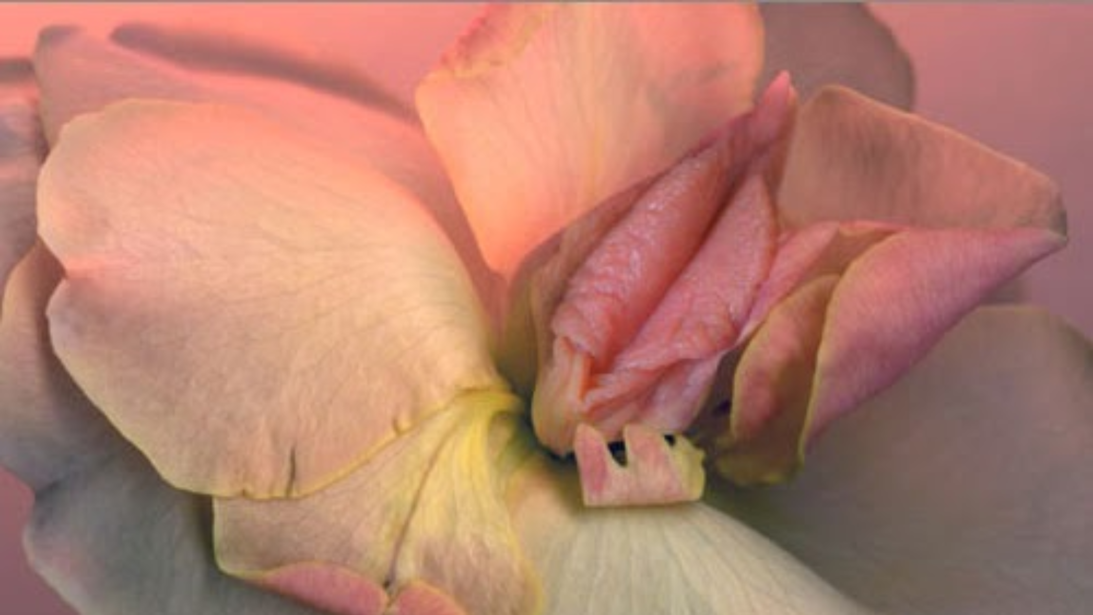Close-up of a pink flower resembling vulva-like petals, symbolizing sensuality and intimacy.